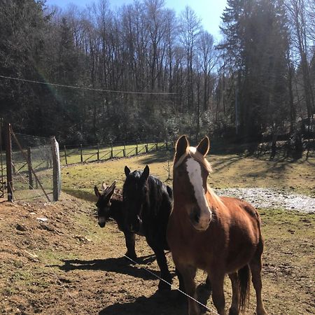 Agriturismo La Casa Nel Bosco Boveglio Eksteriør bilde
